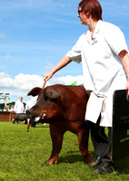 Great Yorkshire Show