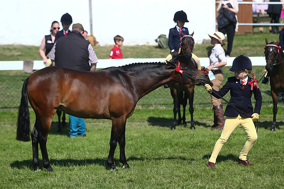 The Great Yorkshire Show