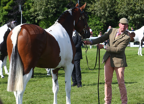 The Great Yorkshire Show