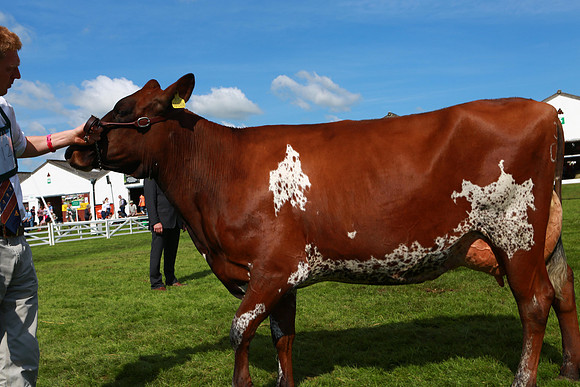 Great Yorkshire Show
