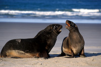 New Zealand Sealions