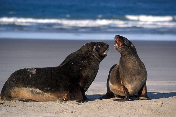 New Zealand Sealions