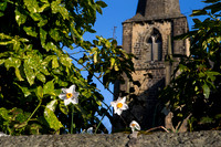 Daffodils at St Mary's Church