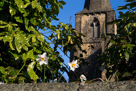 Daffodils at St Mary's Church
