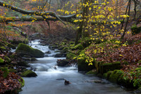 Fiddle Wood, Mill Bank