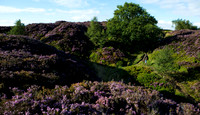 Heather on Norland Moor