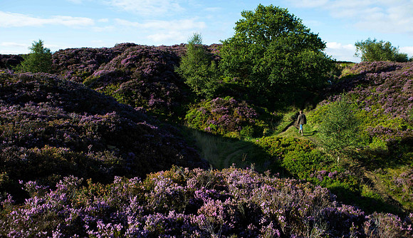 Heather on Norland Moor