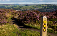 Walking trail signs and heather on Norland Moor
