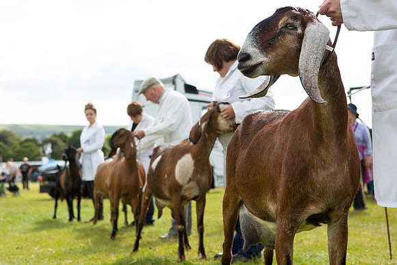 Halifax Agricultural Show