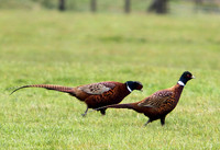 Pheasants at Blackshaw Edge