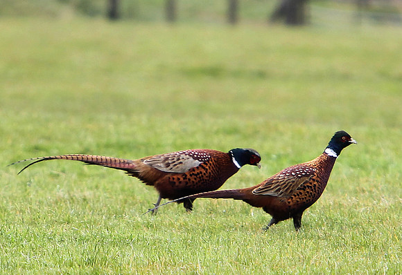 Pheasants at Blackshaw Edge