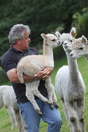 County Alpacas