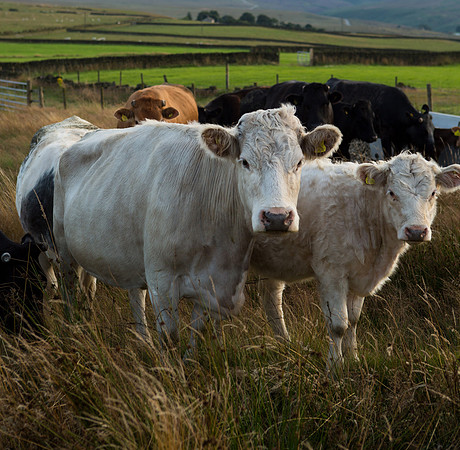 Cattle on moor