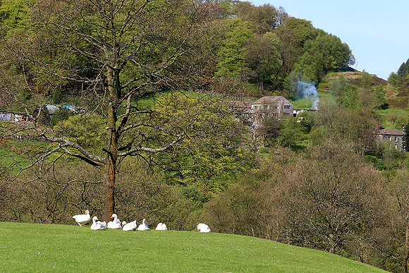 Geese at Cragg Vale