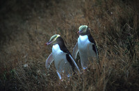 Yellow Eyed Penguins Eloping