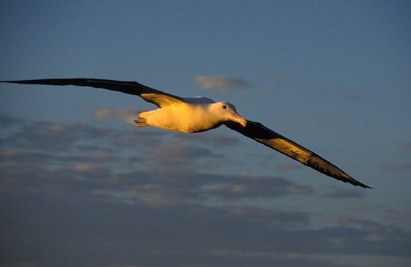 Albatross at Sunset