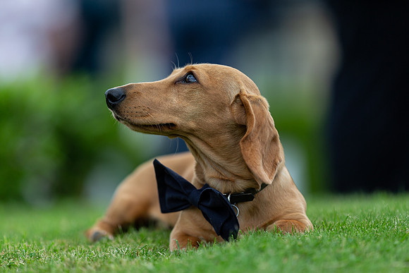 Gareth and Millie's wedding photography