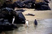 Three Penguins in a Pool