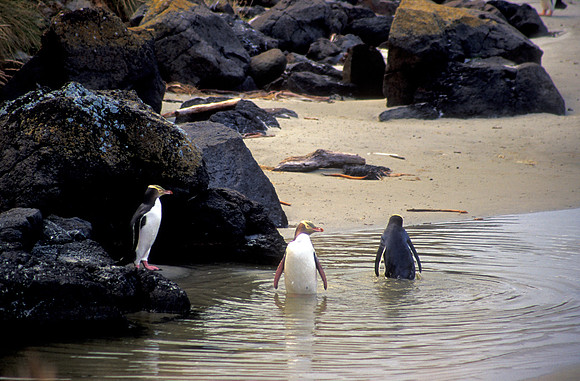 Three Penguins in a Pool