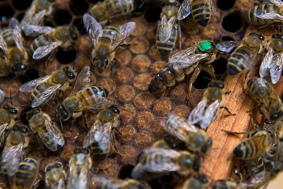 Bees
