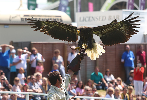 The Great Yorkshire Show