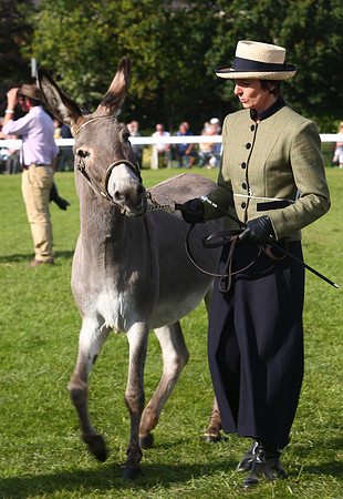 The Great Yorkshire Show