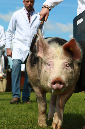 Great Yorkshire Show