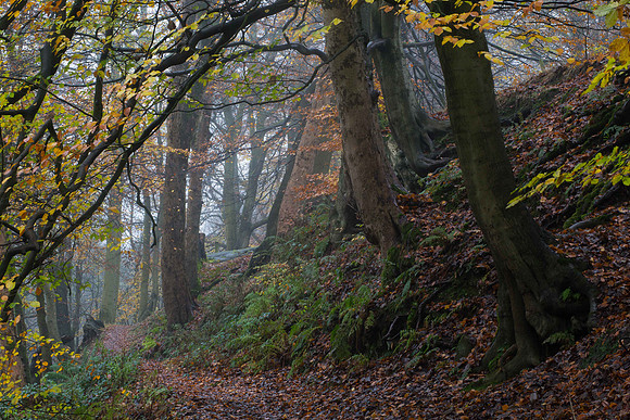 Autumn Ramblings