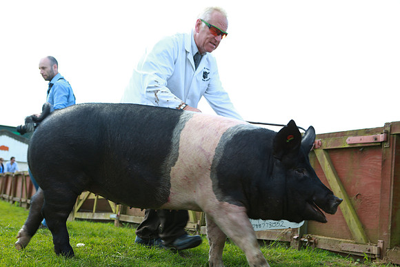 Great Yorkshire Show