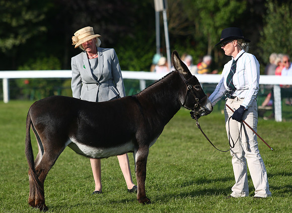 The Great Yorkshire Show