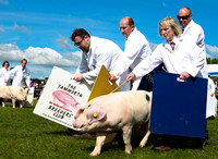 Great Yorkshire Show